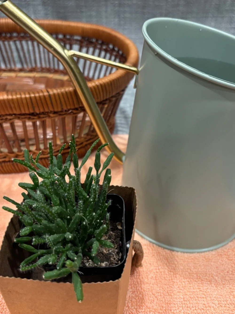 care of environment plant watering & misting by idlewild Montessori